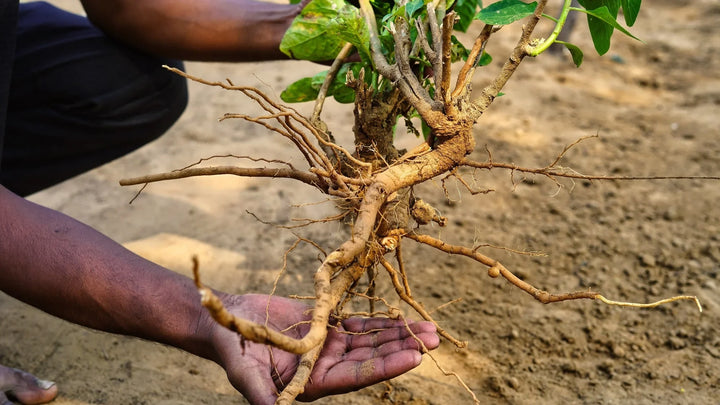 Health Benefits of Ashwagandha, Based on Research
